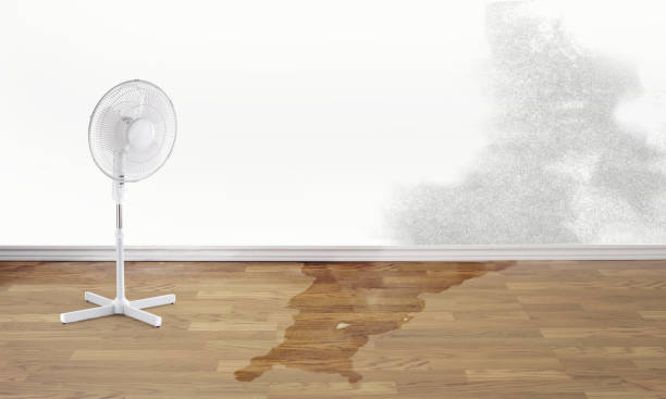Best Professional water damage repair  in Grandview, OH